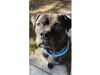 Adopt Demarcus a Mastiff