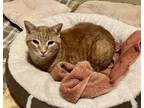 Adopt Matt a Tabby, Domestic Short Hair