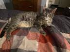 Adopt Zeek a Domestic Short Hair