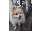 Adopt Ransom a Pomeranian