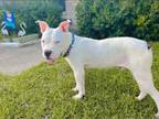 Adopt Dougie a American Staffordshire Terrier