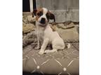 Adopt Usher a Beagle, Puggle