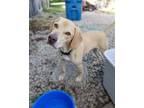 Adopt Holmes a Yellow Labrador Retriever, Hound