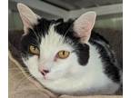 Adopt Goaty a Domestic Short Hair