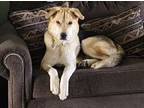 Adopt Skip a German Shepherd Dog, Labrador Retriever