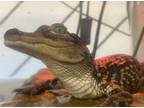 Adopt Larry the Alligator a Other