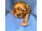 Cavapoo Puppy for sale in Fort Collins, CO, USA