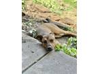 Adopt Scooby Doo a Brown/Chocolate American Staffordshire Terrier dog in