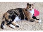 Adopt Fiona a Calico or Dilute Calico Domestic Shorthair (medium coat) cat in