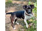 Adopt Buddy Boy AKA Bernie a Basset Hound / Mixed Breed (Medium) / Mixed dog in