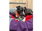 Adopt Wildberry a Black American Pit Bull Terrier / Mixed dog in Matteson