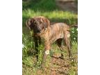 Adopt whiskey a Brindle Hound (Unknown Type) / Mixed dog in benton