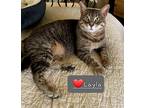 Adopt Layla a Gray, Blue or Silver Tabby Domestic Shorthair (short coat) cat in