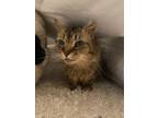 Adopt Sasha a Brown Tabby Domestic Longhair (long coat) cat in Worcester