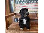 Schnauzer (Miniature) Puppy for sale in Queen Creek, AZ, USA
