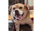 Adopt Molly a Tan/Yellow/Fawn Labrador Retriever / Beagle / Mixed dog in Sharon