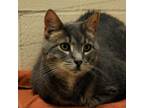Adopt Luna a Gray or Blue Domestic Shorthair / Mixed cat in Waynesboro