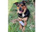 Adopt Ladybug a Black - with Tan, Yellow or Fawn Rottweiler / Shepherd (Unknown