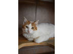 Adopt Pasha a Orange or Red Domestic Shorthair / Domestic Shorthair / Mixed cat