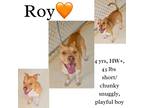 Adopt Roy a American Pit Bull Terrier / Mixed dog in Albany, GA (34196092)