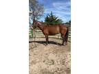 Mustang mare for sale