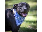 Adopt Midnight a Black Labrador Retriever / Mixed dog in Helena, AL (37509625)