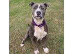 Adopt Kenzi a Gray/Silver/Salt & Pepper - with Black Pit Bull Terrier / Mixed