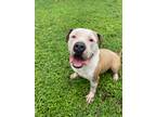 Adopt Big Poppa a Tan/Yellow/Fawn - with White Labrador Retriever / American