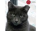 Adopt Dinah a Gray or Blue Domestic Shorthair (short coat) cat in St.