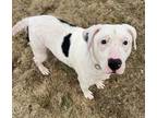 Adopt Oakley a White - with Black Labrador Retriever / Mixed dog in Shelby