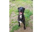 Adopt Gus a Black - with White Mixed Breed (Large) / Labrador Retriever / Mixed