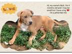 Adopt Nick a Red/Golden/Orange/Chestnut American Pit Bull Terrier / Labrador