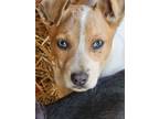 Adopt Lana a White - with Red, Golden, Orange or Chestnut Blue Heeler / Mixed