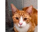 Adopt Rum a Orange or Red Domestic Shorthair / Mixed cat in South Haven