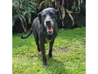 Adopt Champion a Black Catahoula Leopard Dog / Mixed dog in Keaau, HI (37491052)