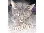 Adopt Ash a Gray or Blue American Shorthair / Mixed (short coat) cat in Belpre