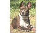 Adopt River a Brindle - with White Pit Bull Terrier / Shepherd (Unknown Type) /
