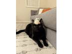 Adopt Buttons a All Black Domestic Shorthair (short coat) cat in Huntington