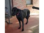 Adopt Smokey a Black Labrador Retriever / Pit Bull Terrier / Mixed dog in
