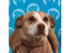 Adopt Payaso a Tan/Yellow/Fawn American Staffordshire Terrier / Mixed dog in