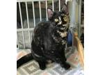 Adopt Ivy a Tortoiseshell Domestic Shorthair (short coat) cat in Montclair