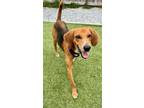 Adopt Bennie a Tan/Yellow/Fawn Hound (Unknown Type) / Mixed dog in Port St.