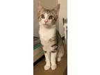 Adopt Clyde a Gray, Blue or Silver Tabby Domestic Shorthair (short coat) cat in