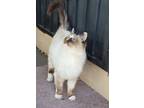Adopt JUNIE B a Cream or Ivory (Mostly) Siamese (long coat) cat in Stockton