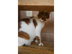 Adopt Echo a Orange or Red Domestic Shorthair / Domestic Shorthair / Mixed cat