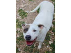 Adopt Atlas K62 3/3/23 a White Australian Cattle Dog / Mixed dog in San Angelo