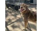 Adopt Cowgirl a Husky / German Shepherd Dog / Mixed dog in Stephenville