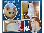 Adopt Casper&Tick a White Domestic Shorthair (short coat) cat in Paris