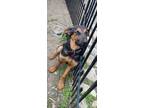 Adopt Jack a Black - with Tan, Yellow or Fawn Doberman Pinscher / Shepherd