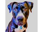 Adopt Sally a Black American Pit Bull Terrier / Mixed dog in Phoenix